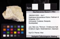 Foto (Objket + Etiketten) von Gastrosacus levocardiacus (Robins, Feldmann & Schweitzer, 2013) 